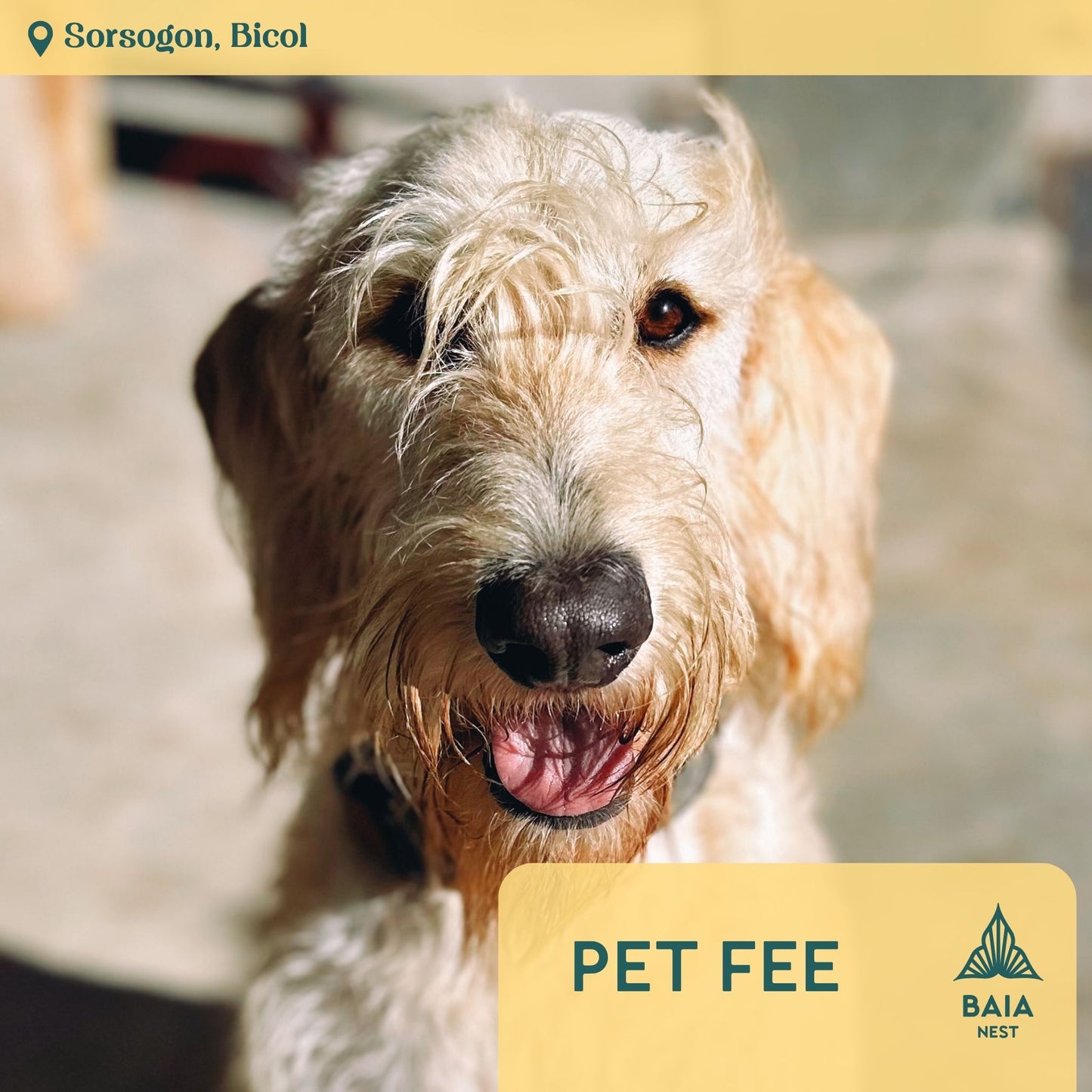 Pet Fee